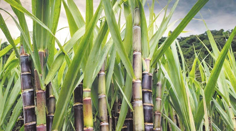 ठंड में गन्ना किसानों पर दोहरी मार: रेड रॉट बीमारी और मौसम से फसल को नुकसान, ऐसे करें बचाव Ganne me ho rhi red rot bimari ka kese kare nivaran