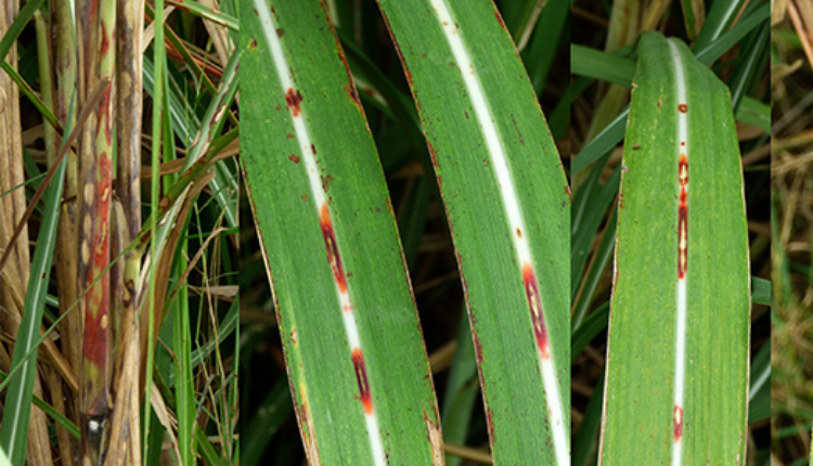 Ganne me ho rhi red rot bimari ka kese kare nivaran