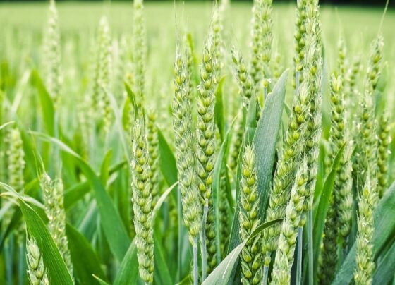 Gehu me aa rahi baliya to khet me zinc salfet k sath dale yuriya ka goal