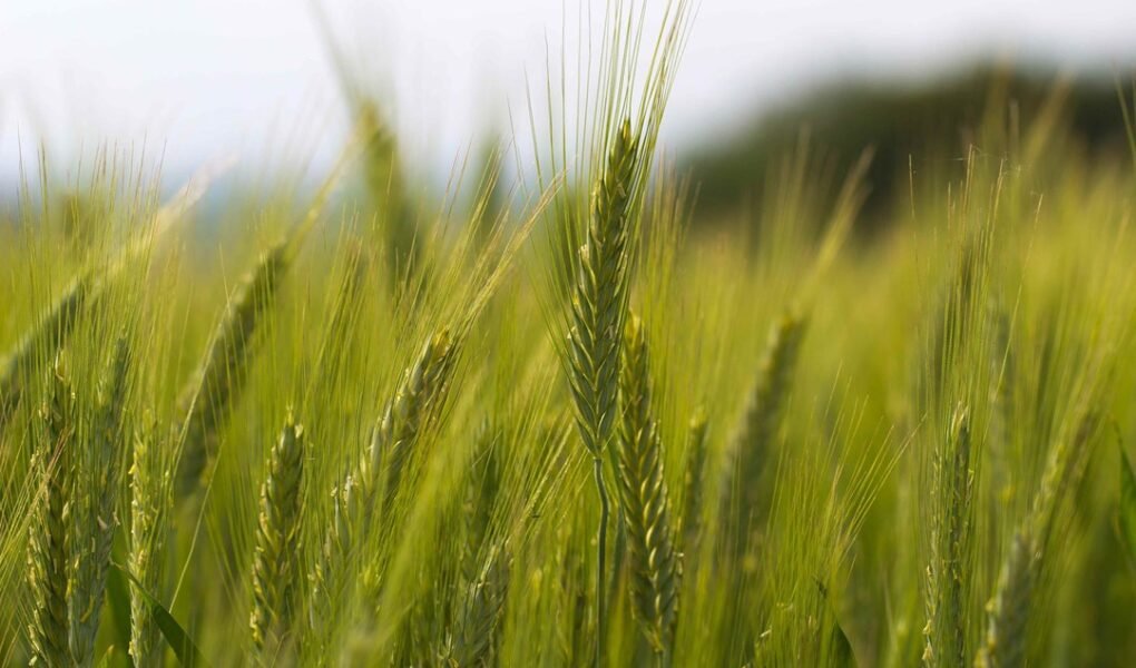 गेहूं में बालियां आते ही करें ये खास उपाय, दाना होगा मोटा और पैदावार मिलेगी बंपर Gehu me baaliya aate hi kare ye khass upaay