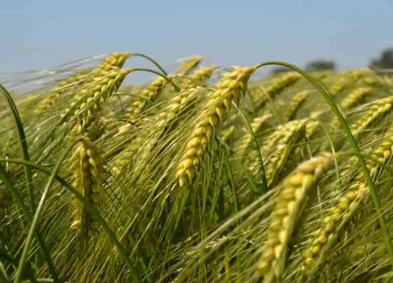 Gehu me kalle badhane ka dhashu tarika