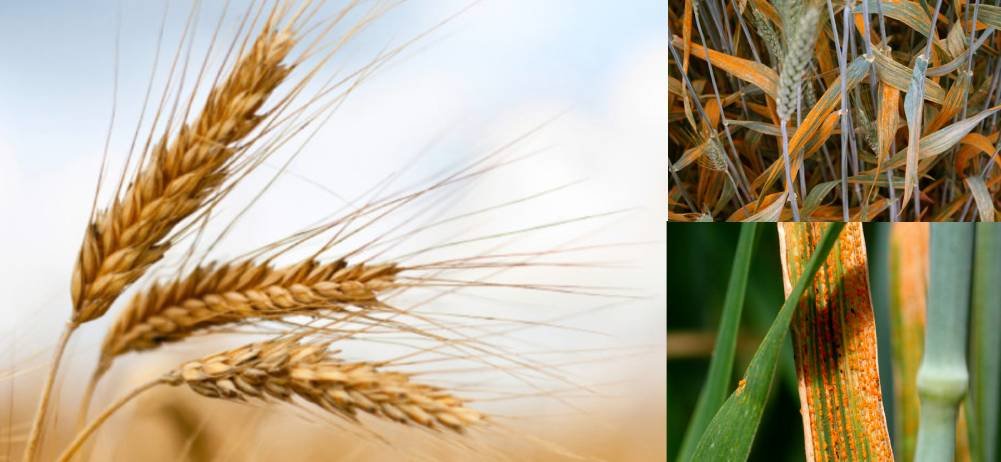गेहूं में पीला रतुआ फैलने की आशंका: वैज्ञानिकों ने फसल बचाने के लिए दी अहम सलाह Gehu me pila ratuaa felne ki aashanka