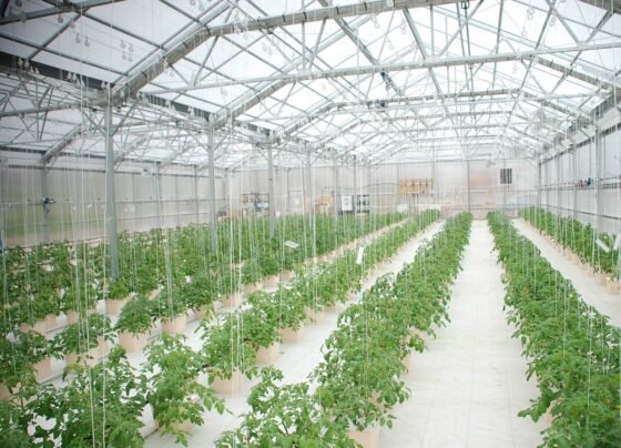 Green house farming