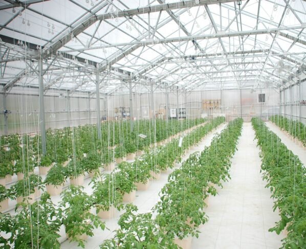 Green house farming