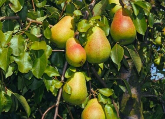 Har saal munafa dene wala ye fal bana kisano ki phali pasand