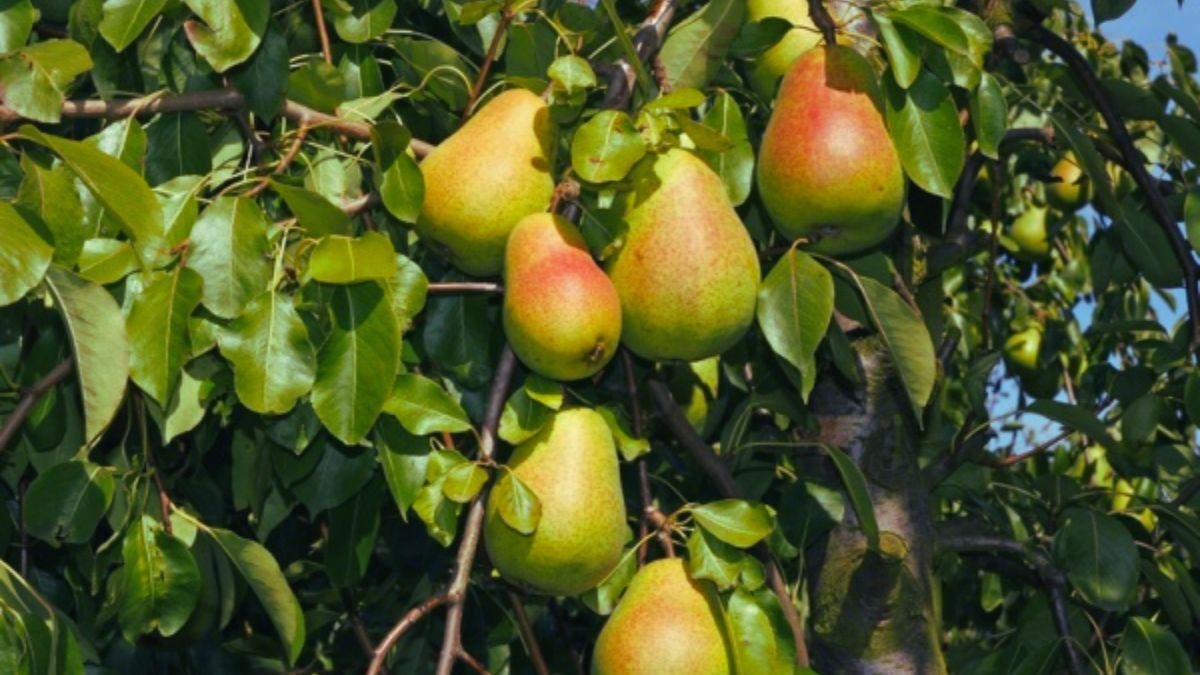 हर साल मुनाफा देने वाला ये फल बना किसानों की पहली पसंद, कम मेहनत में होगा ज्यादा फायदा Har saal munafa dene wala ye fal bana kisano ki phali pasand