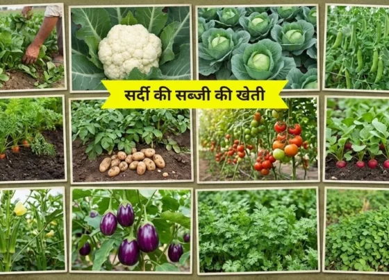 Holi tak kisan kare in sabjiyo ki kheti,milega bada munafa