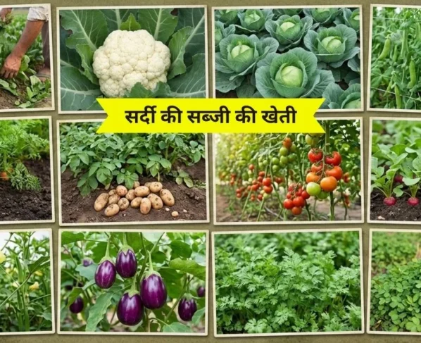 Holi tak kisan kare in sabjiyo ki kheti,milega bada munafa