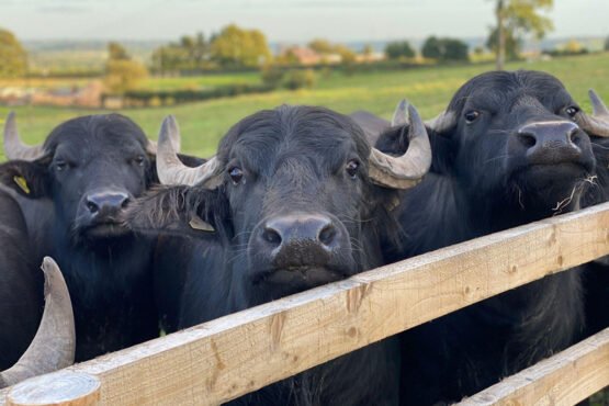 India Milk Production