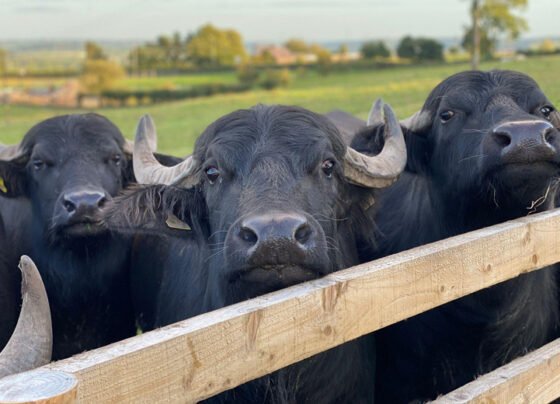 India Milk Production