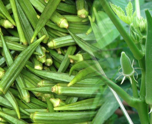 January me bhindi ki kheti bna shakti hai kisano ko lakhpati