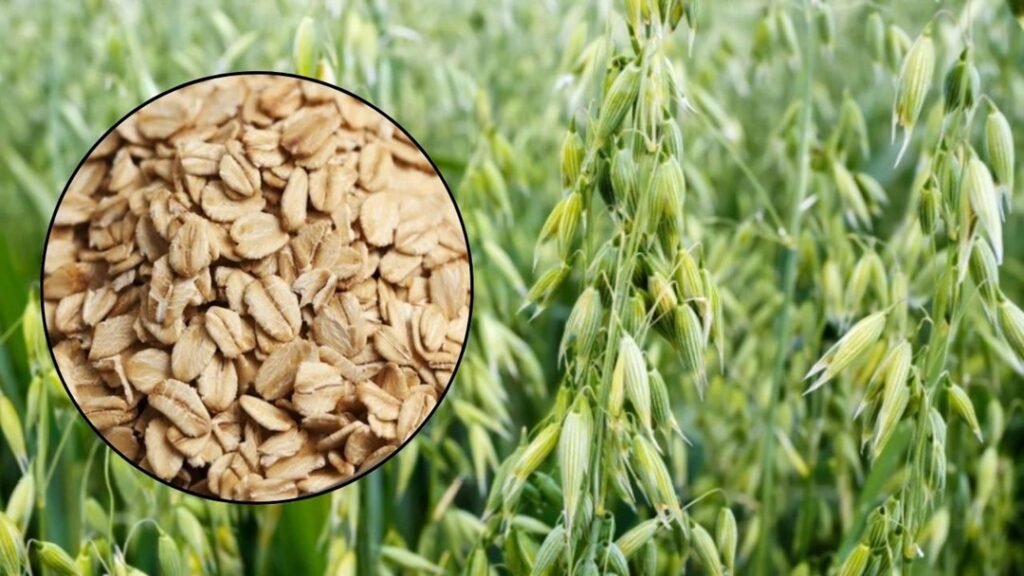 Jeai ki nai kism se hoga prati akad 90 kwintal hara chara