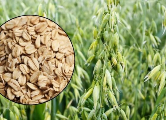 Jeai ki nai kism se hoga prati akad 90 kwintal hara chara