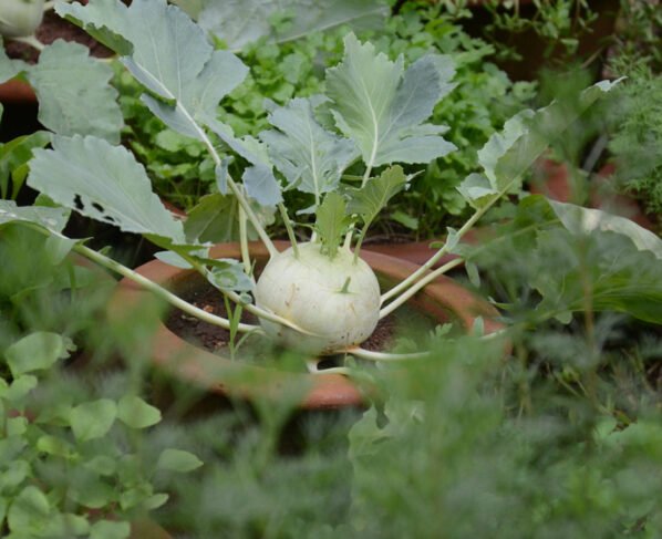 Kam lagat me jyada munafa ,ese kare gaath gobi ki kheti