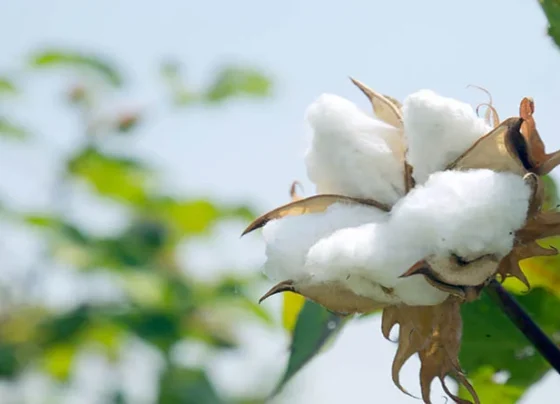 Kapas kisan samay rhate samaj le ,to bachega bada nuksaan