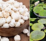 Khat se plat tak kese aata hai makhana ,pade inside story