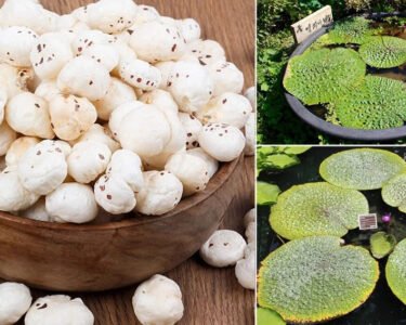 Khat se plat tak kese aata hai makhana ,pade inside story