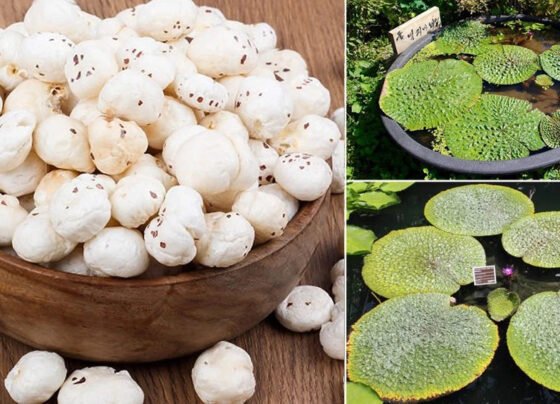 Khat se plat tak kese aata hai makhana ,pade inside story