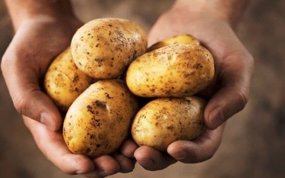 Khet pr nahi ghar ki chat pr ugay aalu