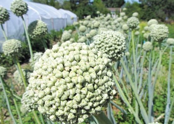 Kheto me khile pyaz k ful, lekin gayab hai madhumakhiya,janiye kisan kya kare