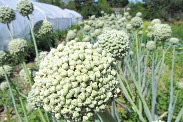 खेतों में खिले प्याज के फूल, लेकिन गायब हैं मधुमक्खियां—जानिए किसान क्या करें Kheto me khile pyaz k ful, lekin  gayab hai madhumakhiya,janiye kisan kya kare