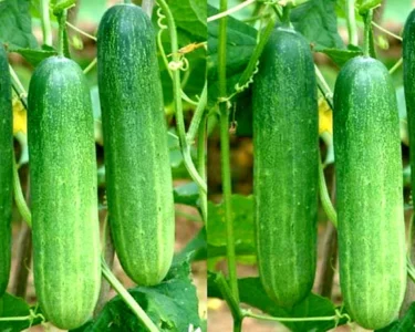 Kisan kare khire ki kheti ,hoga bada munafa