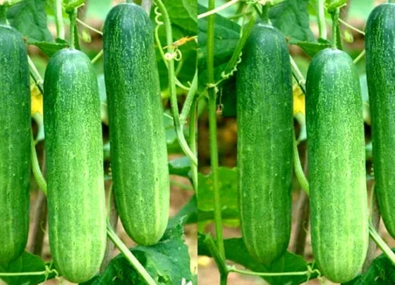 Kisan kare khire ki kheti ,hoga bada munafa