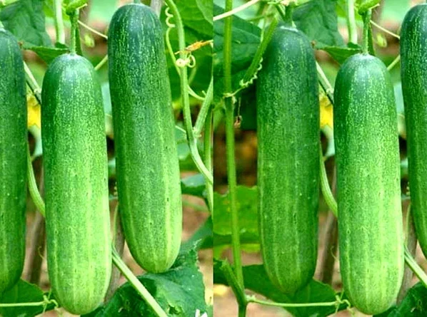 Kisan kare khire ki kheti ,hoga bada munafa