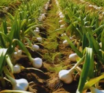 Lahsun buwai k ho gaye hai 80din to khat me dale ye khad