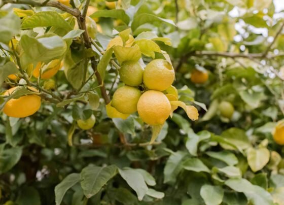 Nimbu ka podha dega guchho me fal