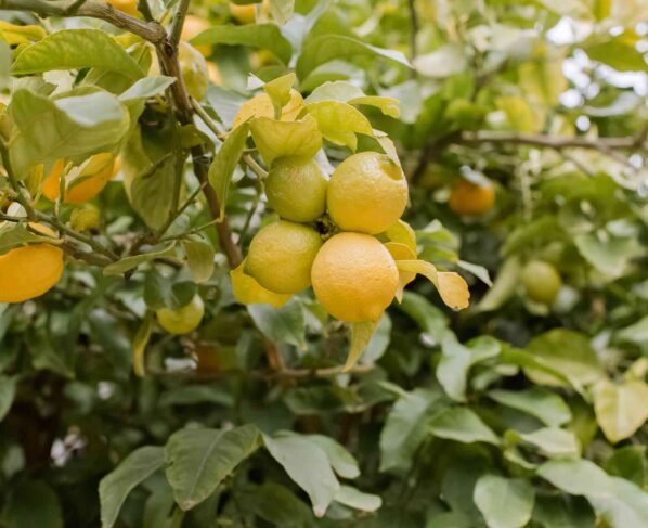 Nimbu ka podha dega guchho me fal