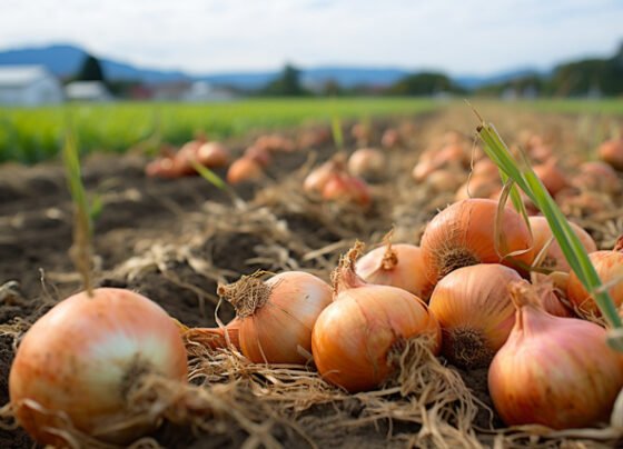 Pyaz buwai k samay har kisan in 8 baato ka rakhe dhyan,bad jaygi pedawaar