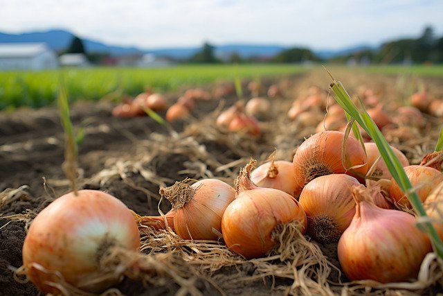 प्याज बुवाई के समय हर किसान इन 8 बातों का रखें ध्यान, बढ़ जाएगी पैदावार.. कमाई में होगा इजाफा Pyaz buwai k samay har kisan in 8 baato ka rakhe dhyan,bad jaygi pedawaar