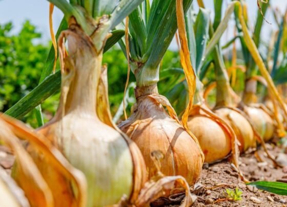 Pyaz-lahsun par kit-rogo ka hamla,samay rhate apnay bachav k ye uapy