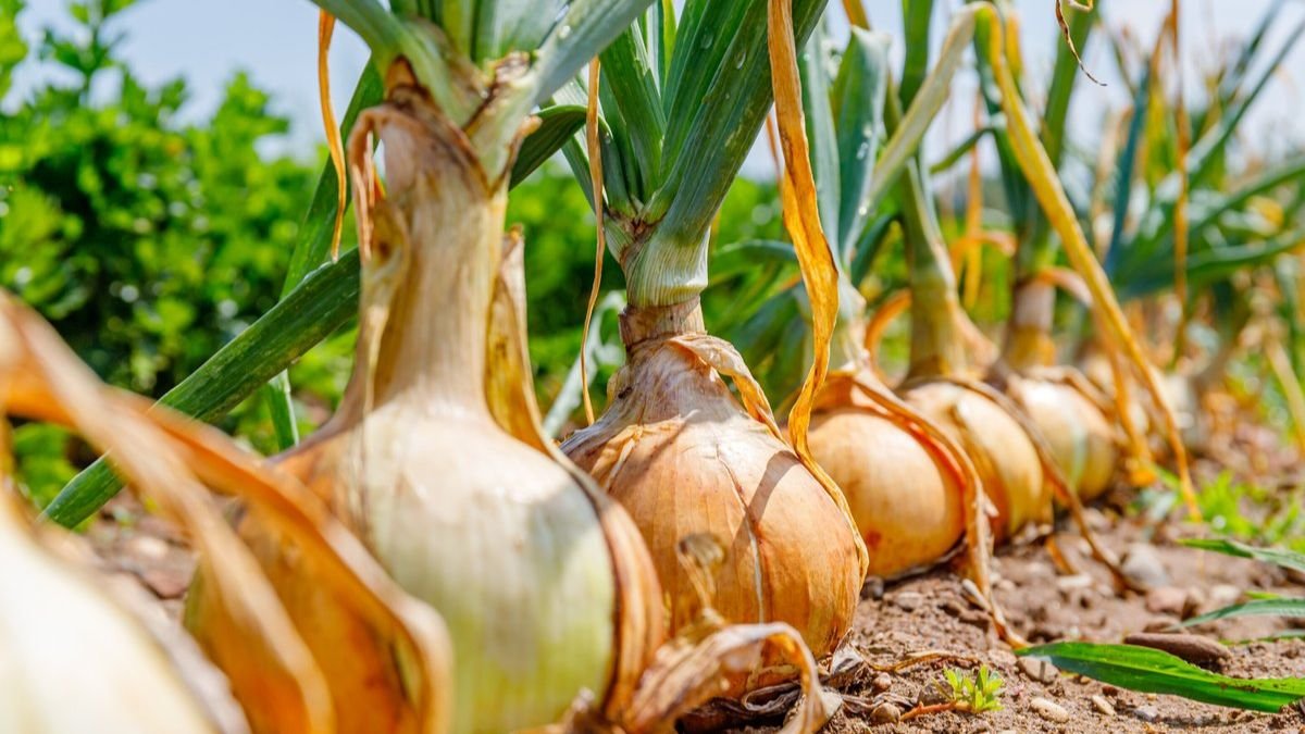 प्याज-लहसुन की फसल पर कीट-रोगों का हमला! समय रहते अपनाएं बचाव के ये उपाय, नहीं तो पूरी फसल होगी बर्बाद Pyaz-lahsun par kit-rogo ka hamla,samay rhate apnay bachav k ye uapy