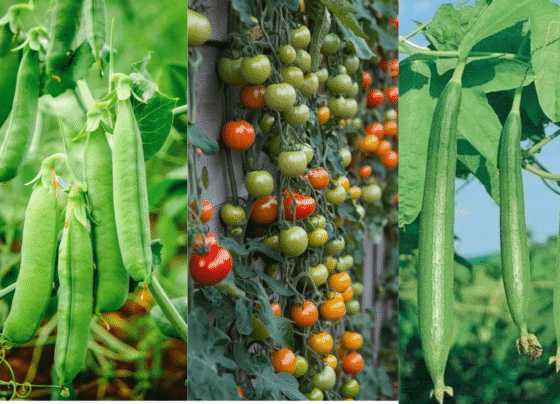 Sabjiyo ko kohre or thand se kese bachay