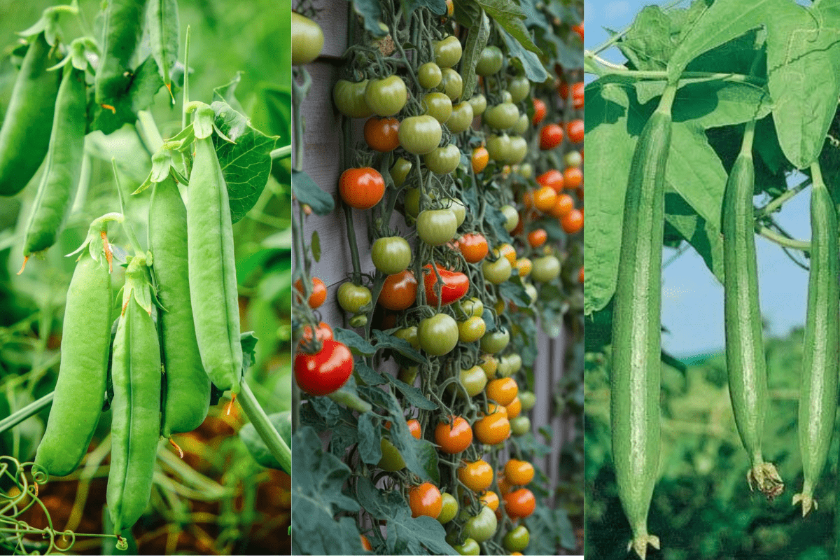 सब्जियों को कोहरे और ठंड से कैसे बचाएं ,जानें पूरा और असरदार तरीका, ताकि फसल सुरक्षित रहे और पैदावार पर असर न पड़े Sabjiyo ko kohre or thand se kese bachay