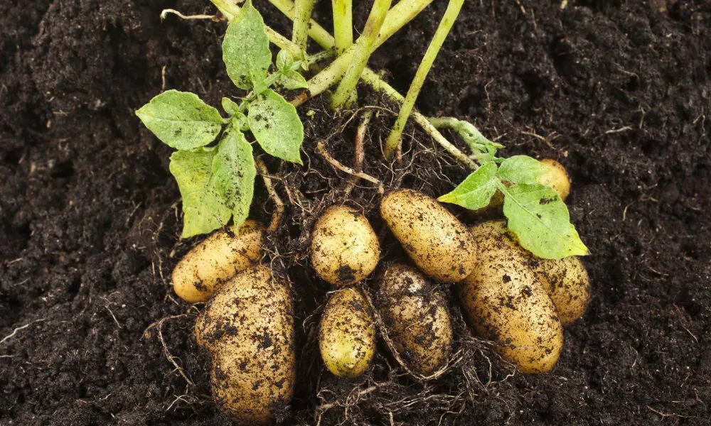 आलू में झुलसा रोग का खतरा,साबुन के घोल में मिलाकर इस दवा का करें छिड़काव, नहीं होगा पाले का असर Sabun k goal me milakar is dava ka kare chidkaav, nhi hoga pale ka asar