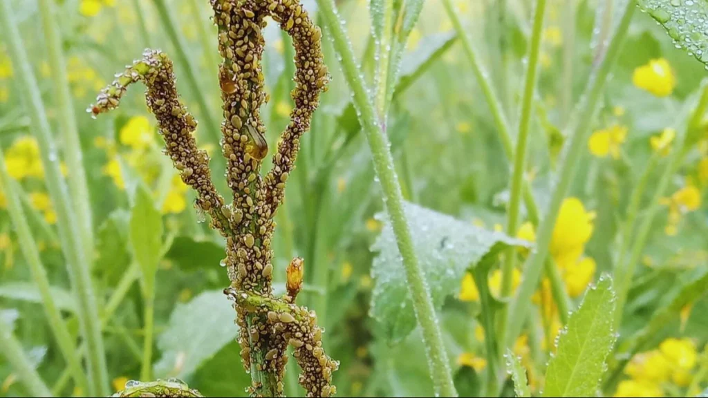 Sarso fasal par illi kit ka pracop bada