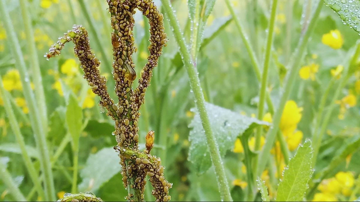 सरसों फसल पर इल्ली कीट का प्रकोप बढ़ा, किसान इन तरीकों को अपनाकर नुकसान से बचाएं उपज  Sarso fasal par elli kit ka pracop bada