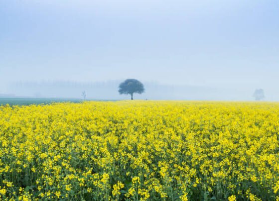 Sarso ki ye kism degi kisano ko bada fayda