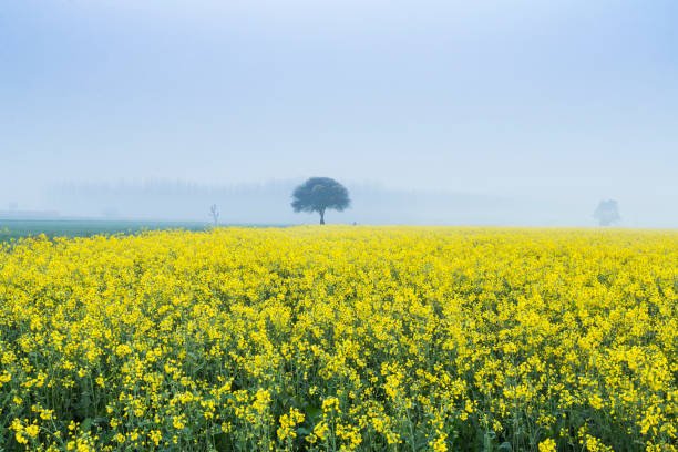 सरसों की इस किस्म से होगी मोटी कमाई, कम सिंचाई में भी मिलेगा अच्छा दाम Sarso ki ye kism degi kisano ko bada fayda