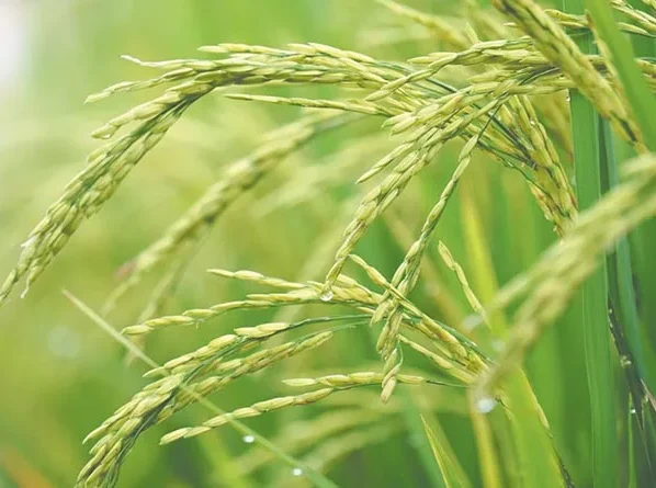 Dhan k khat me lagi gambhir bimari,podho se nhi nikal pa rahi baliya, kisan pareshan