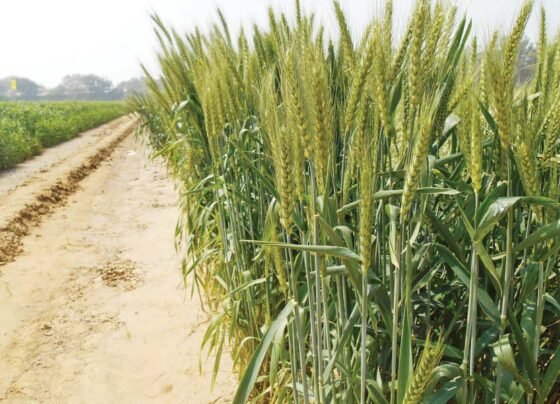 Vegyanik tarike se kare gehu ki kheti ,hoga 2 guna munafa