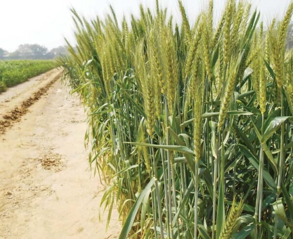 Vegyanik tarike se kare gehu ki kheti ,hoga 2 guna munafa