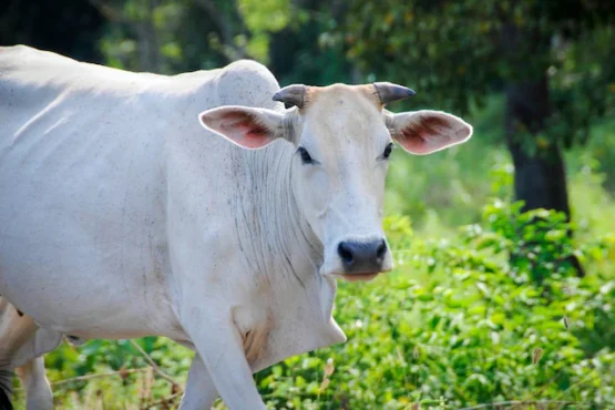 Zu- chichdi se gaay , bhas ko bachne ka ye aasan tarika