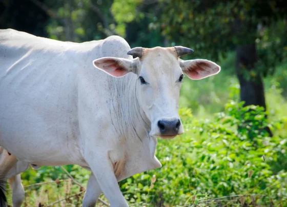 Zu- chichdi se gaay , bhas ko bachne ka ye aasan tarika