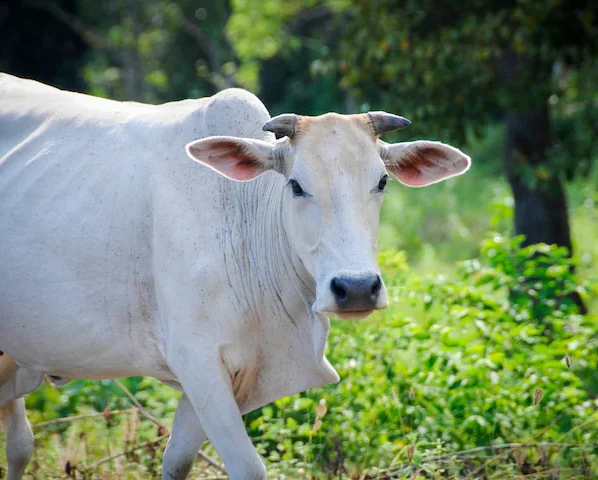 Zu- chichdi se gaay , bhas ko bachne ka ye aasan tarika