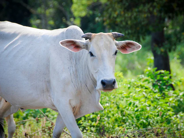 Zu- chichdi se gaay , bhas ko bachne ka ye aasan tarika