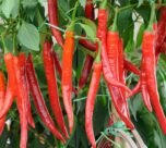 Mirch ka bhav huaa aaj 89999 rupay kwintal.